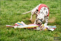 /album/medlanecky-sysel-5-4-2014/a5-4-5-jpg/